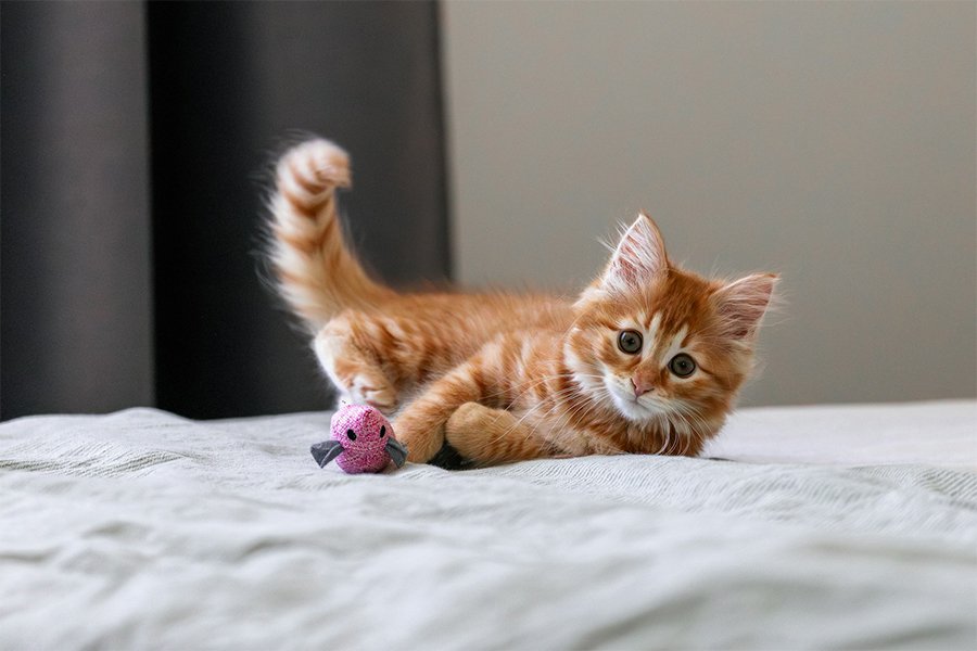 Best cat toy interactive for indoor cats – fun play and exercise