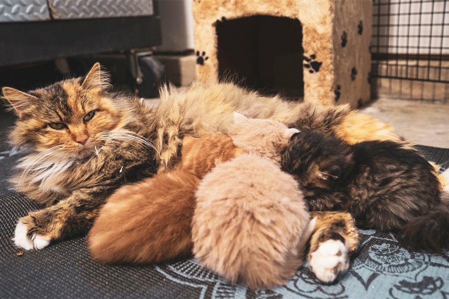 Mother cat nursing her kittens – best cat food for nursing cats