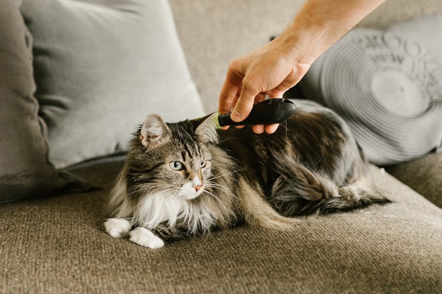 Owner using grooming brush for cat to remove loose hair and prevent shedding