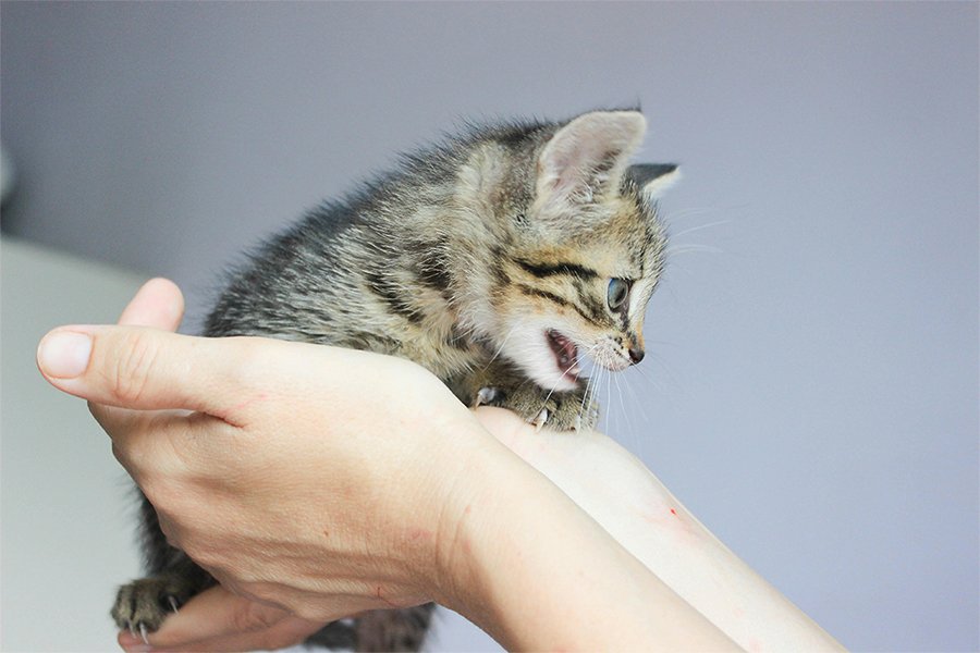 how to take care of a kitty