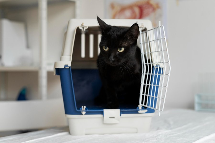 Cute kitten learning how to use the litter box