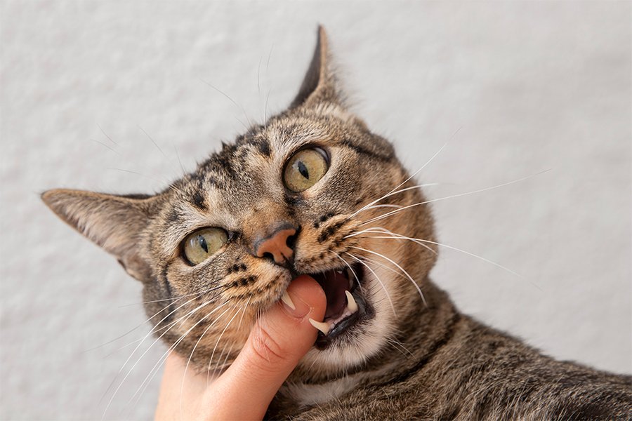 Cat biting owner's finger during play — how to train a cat not to bite