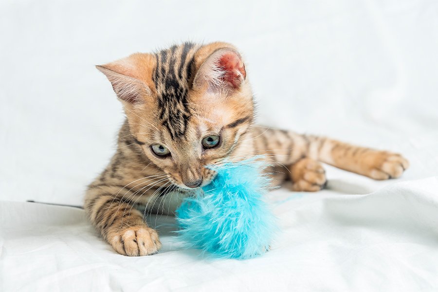 How to train a cat not to bite by redirecting playful biting to toys