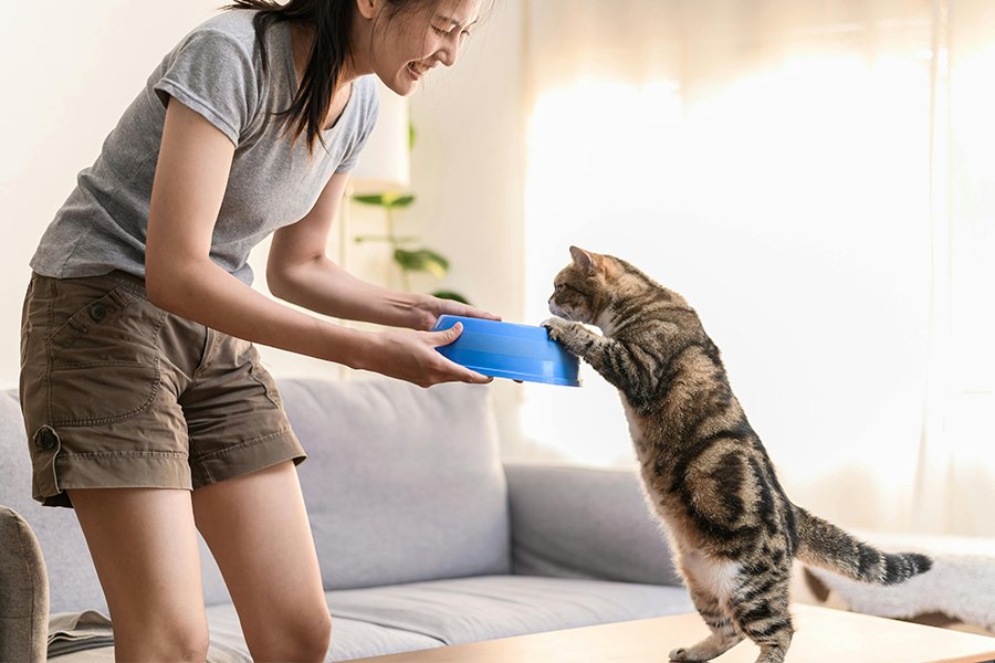 Best cat food for indoor cats that supports healthy weight and overall wellness