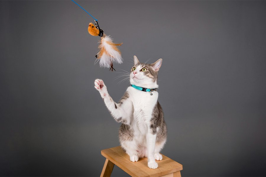 Best cat toys 2025 – fun and safe play for indoor cats