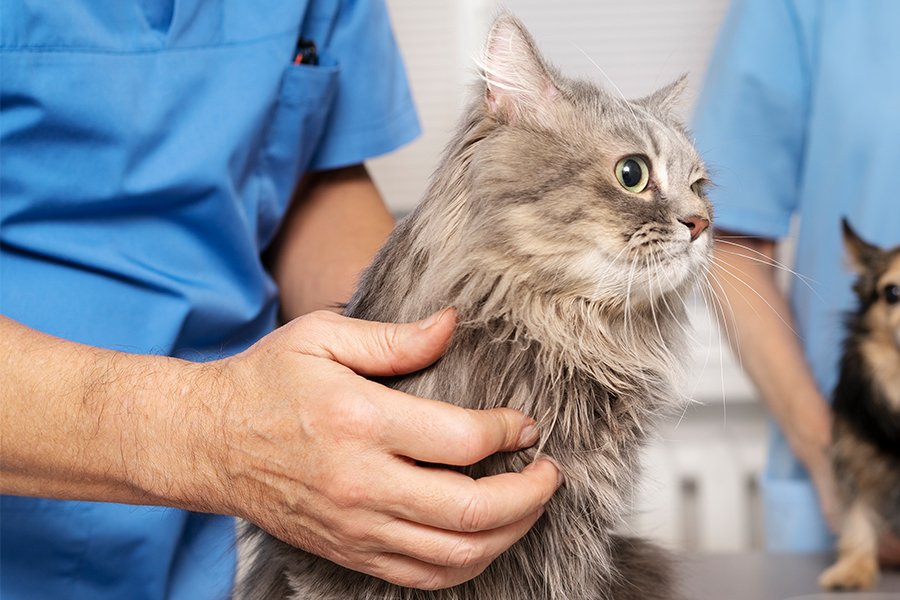 Veterinarian taking care of a cat — advice on how to train a cat not to bite