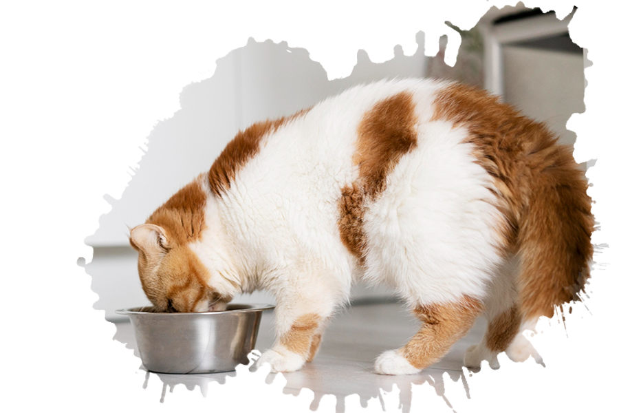 Cat eating food from stainless steel bowl – Best Cat Food