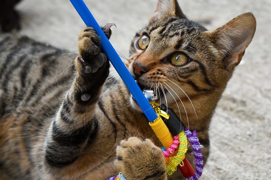 Cat playing with interactive toy for enrichment and training to stop biting