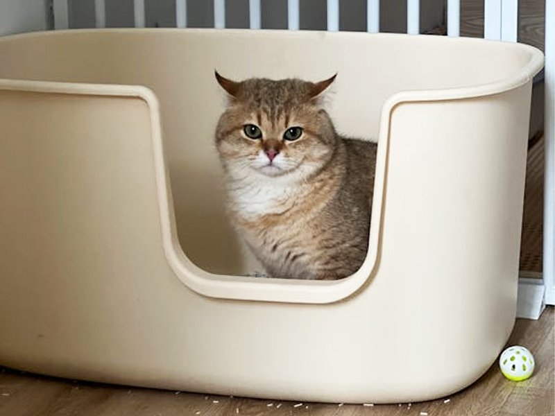 High quality clumping cat litter for odor control
