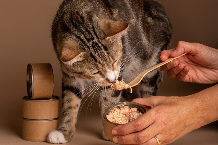 Cat eating wet cat food from a can – healthy indoor diet