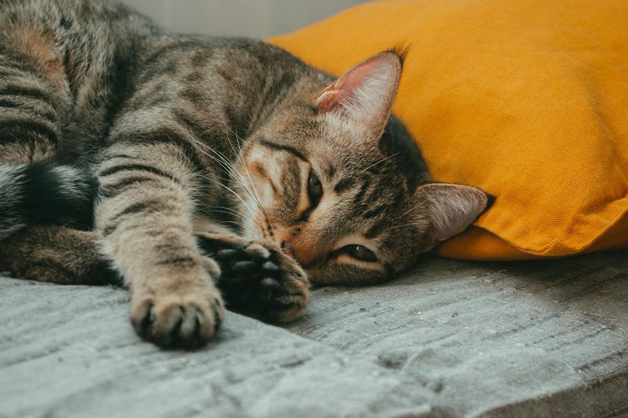 Cat lying down showing early Signs of a Sick Cat