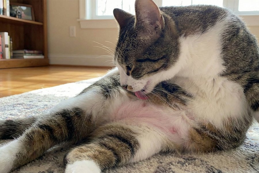 A cat grooming itself with visible bald patches on its belly, a common sign of hair loss caused by itching or allergies.